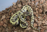 Piton Bola HGW Super Enchi DH DG Clown Hembra iD R3-18