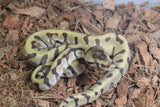 Piton Bola HGW Super Enchi DH DG Clown Hembra iD R3-18