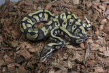 Piton Bola Pastave YB Enchi DH DG Clown Macho ID R4-01