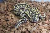 Piton Bola Pastave YB Enchi DH DG Clown Macho ID R4-01