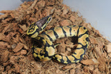 Piton Bola Pastel Orange Dream Hembra ID R6-05