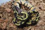 Piton Bola Pastel Orange Dream Hembra ID R6-05