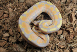 Piton Bola Banana Orange Dream Macho ID R6-10