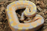 Piton Bola Banana Orange Dream Macho ID R6-10