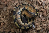 Piton Bola Orange Dream HEmbra ID R6-13