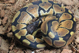 Piton Bola Orange Dream HEmbra ID R6-13