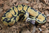 Piton Bola Pastel Orange Dream Hembra ID R7-05