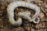 Piton Bola Pastel Banana NICE Hembra ID R7-06 (Detalle)