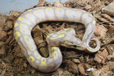 Piton Bola Pastel Banana NICE Hembra ID R7-06 (Detalle)