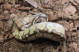 Piton Bola Pastel Lesser OD Macho ID R7-08