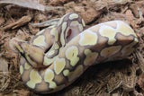 Piton Bola Pastel Lesser OD Macho ID R7-08