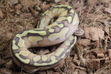 Piton Bola Pastel Lesser OD Macho ID R7-13