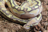 Piton Bola Pastel Lesser OD Macho ID R7-13