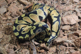 Piton Bola Pastel OD? Hembra iD R7-18