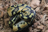 Piton Bola Pastel OD? Hembra iD R7-18