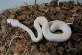 Piton Bola Banana Pastel Champagne Het Pied 50% Albino Macho ID R11-09
