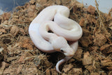 Piton Bola Banana Pastel Champagne Het Pied 50% Albino Macho ID R11-09