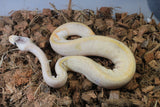Piton Bola Banana Champagne Enchi Het Pied 50% Albino Hembra iD R11-15