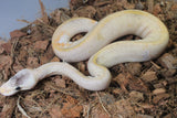 Piton Bola Banana Champagne Enchi Het Pied 50% Albino Hembra iD R11-15