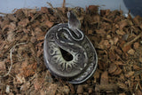 Piton Bola Pewter GHI Het Genetic Stripe Hembra ID R11-17
