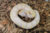 Piton Bola Banana Calico Het Genetic Stripe Macho ID R11-19