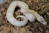 Piton Bola Banana Calico Het Genetic Stripe Macho ID R11-19
