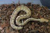 Piton Bola Banana Lesser Het Genetic Stripe Macho ID R10-18