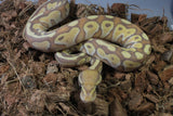 Piton Bola Banana Lesser Het Genetic Stripe Macho ID R10-18