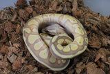 Piton Bola Banana Lesser Pastel Het Genetic Stripe Macho ID R10-20