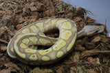 Piton Bola Banana Lesser Pastel Het Genetic Stripe Macho ID R10-20