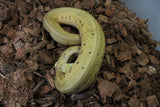 Piton Bola Spinner Leopard Pastel/Enchi Hembra ID R8-02