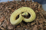 Piton Bola Spinner Leopard Pastel/Enchi Hembra ID R8-02