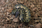 Piton Bola Pastel Chocolate Hembra ID R7-16