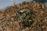 Piton Bola Pastel Chocolate Hembra ID R7-16