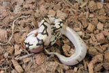 Piton Bola Pastel Bumblebee Sugar Macho ID R1-05