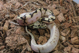 Piton Bola Pastel Bumblebee Sugar Macho ID R1-05