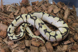 Piton Bola Pastel Bumblebee Sugar Hembra ID R1-08