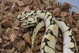 Piton Bola Pastel Bumblebee Sugar Hembra ID R1-08