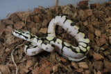 Piton Bola Pastel Bumblebee Sugar Shatered Hembra ID R2-05
