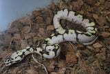 Piton Bola Pastel Bumblebee Sugar Shatered Hembra ID R2-05
