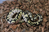 Piton Bola Pastel Bumblebee Macho ID R2-13