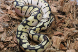 Piton Bola Pastel Bumblebee Macho ID R2-13