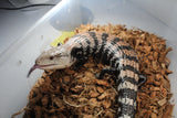 Skink de Lengua Azul Adulto