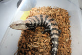 Skink de Lengua Azul Adulto