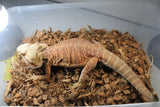 Dragon Barbudo Macho Adulto