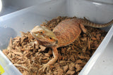 Dragon Barbudo Macho Adulto