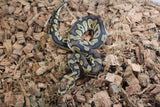 Piton Bola Clown Enchi Het DG Macho ID R4-04