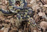 Piton Bola Clown Enchi Het DG Macho ID R4-04