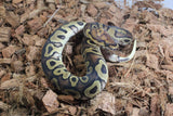 Piton Bola Clown Het DG Macho ID R4-12