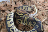 Piton Bola Clown Het DG Macho ID R4-12